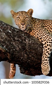 Leopard resting in a tree