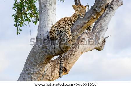 Leopard resting in tree after fight, South Luangwa, Zambia