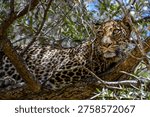 Leopard resting in a tree, partially hidden by branches in Serengeti National Park, Tanzania.