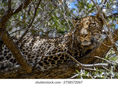 Leopard resting in a tree, partially hidden by branches in Serengeti National Park, Tanzania.