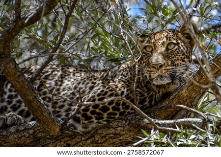 Leopard resting in a tree, partially hidden by branches in Serengeti National Park, Tanzania.