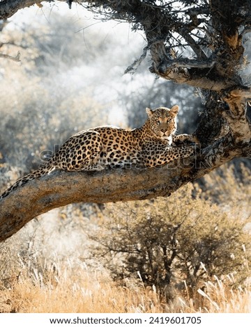 A Leopard Resting In A Tree In The Wild 