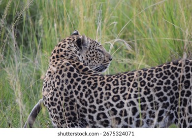 Leopard Returns From A Successful Hunt