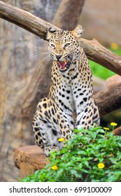Leopard roared.