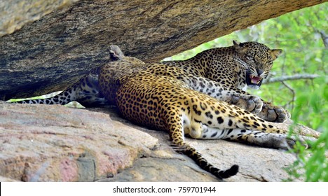 Leopard Roaring. Leopards On A Rock. The Sri Lankan Leopard (Panthera Pardus Kotiya). Male And Female