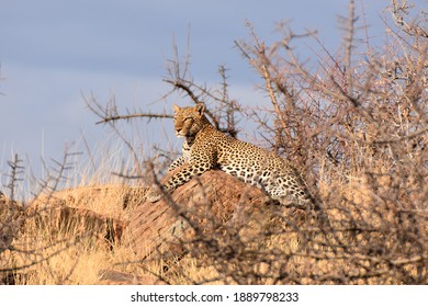 Leopard In Samburu National Reserve, Kenya