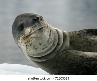 Leopard Seal