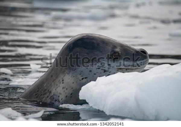Leopard seal, Antarctica,\
February 2019