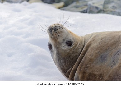 Leopard Seal Head Close Up