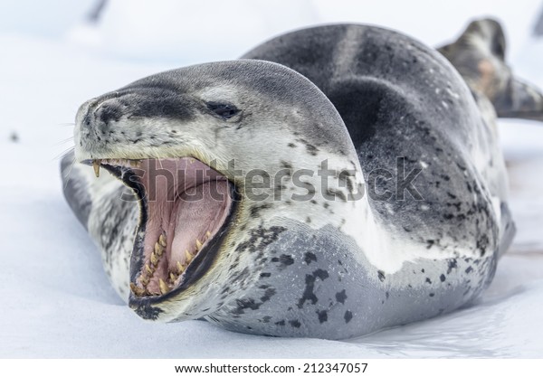 Leopard\
seal (Hydrurga leptonyx), Antarctic\
Peninsula
