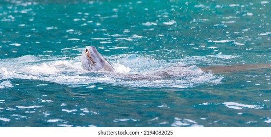 Leopard seal (Hydrurga leptonyx) in the water in Antarctica's Cierva Cove chasing penguins	 - Powered by Shutterstock