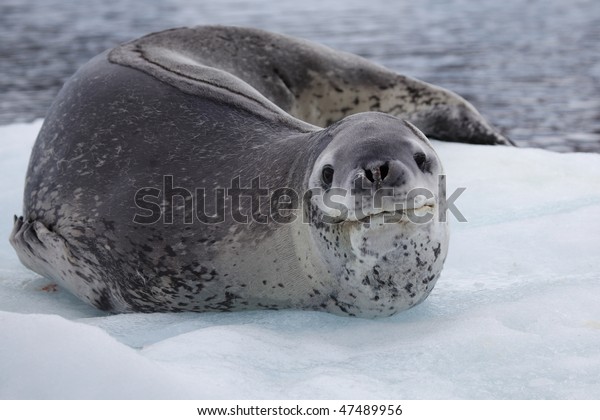 Leopard seal on ice floe,\
Antarctica