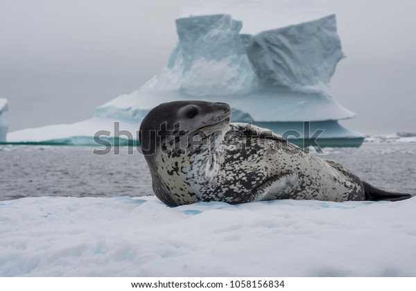 Leopard seal on an ice\
flow