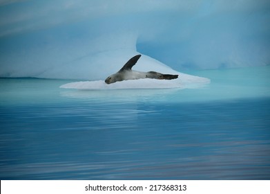Leopard seal, Paradise Island, Antarctica Stock Photo
