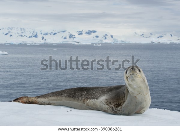Leopard seal resting on ice floe, looking at\
the photographer, with snowy mountain range in the background,\
cloudy day, Antarctic\
peninsula