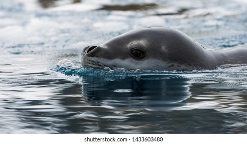 Leopard Seals Hunters On The Southern Ocean