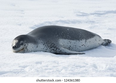 Leopard Seals Resting On The Ice In Antarctica Strait.