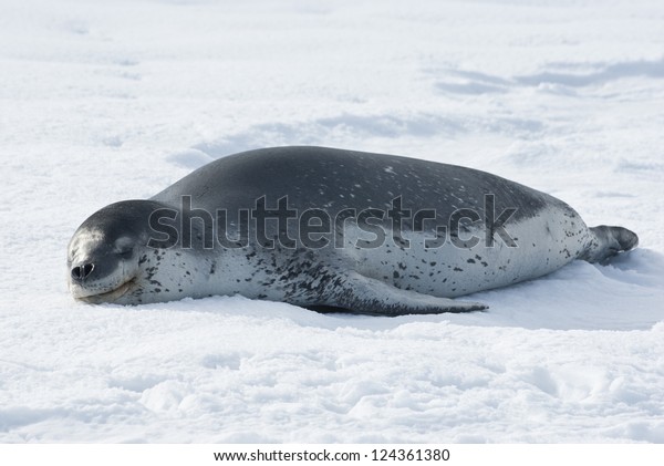 Leopard\
seals resting on the ice in Antarctica\
Strait.