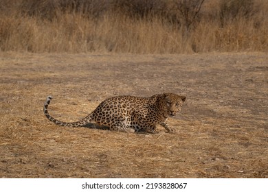 a leopard searching for prey in the grasslands of Namibia's Kalahari Desert - Shutterstock ID 2193828067