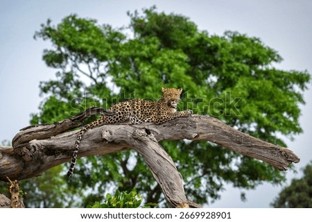 A leopard is seen in Okavango Delta Botswana on 2023.