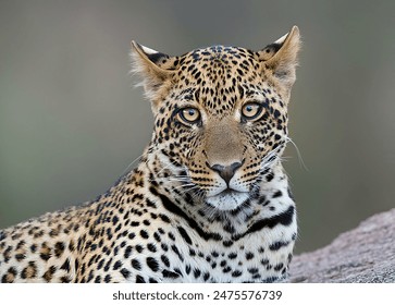 Leopard in Serengeti National Park, Tanzania Africa