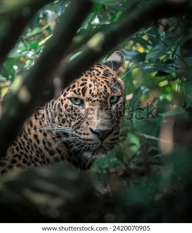 A Leopard in the Shadows: A Contrast of Colors and Light
A Leopard’s Portrait: An Elusive and Alluring Wild Cat