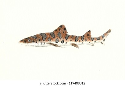 Leopard Shark