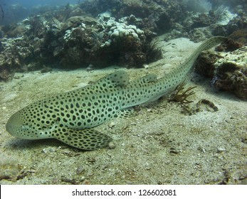 Leopard Shark