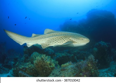 Leopard Shark