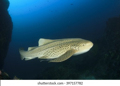 Leopard Shark