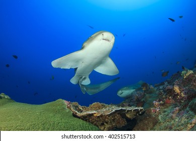 Leopard Shark