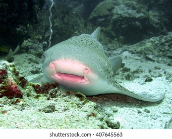 961 Leopard shark Images, Stock Photos & Vectors | Shutterstock