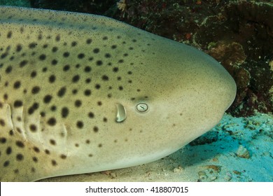 Leopard Shark