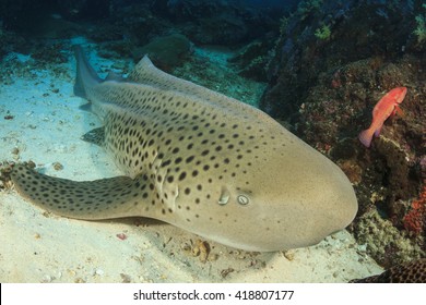 Leopard Shark