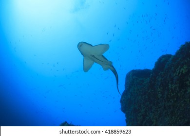 Leopard Shark