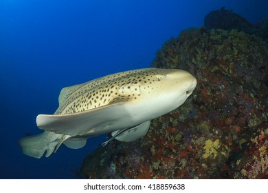 Leopard Shark