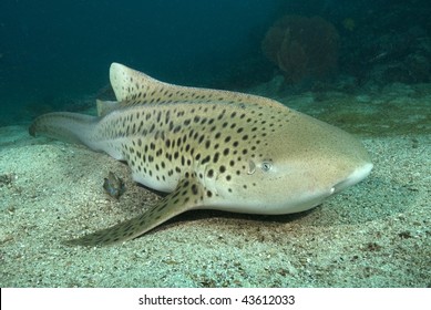 Leopard Shark