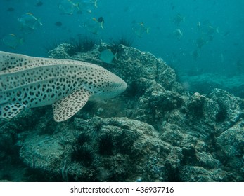 Leopard Shark