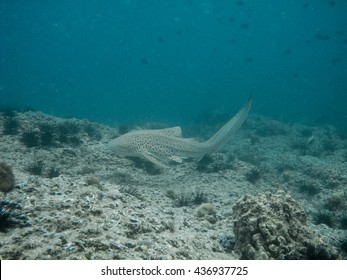 Leopard Shark