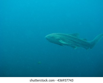 Leopard Shark