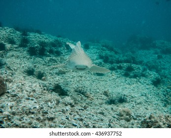 Leopard Shark