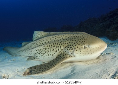 Leopard Shark