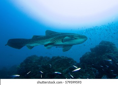 Leopard Shark In Deep Blue Sea