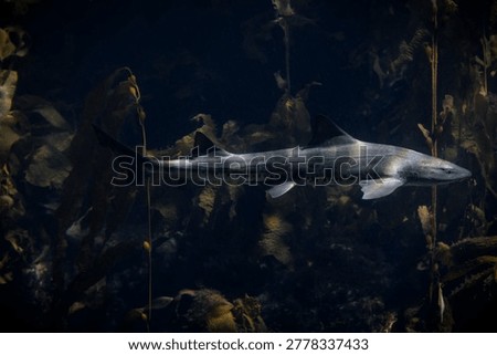 The Leopard Shark is harmless to humans, and is caught by commercial and recreational fisheries for food and the aquarium trade. An active species that swims with a strong undulating motion.