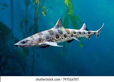 Leopard Shark In Kelp Forest