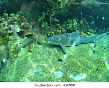 Leopard Shark Sitting Below Reef