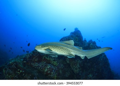 Leopard Shark (Zebra Shark)