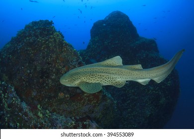 Leopard Shark (Zebra Shark)