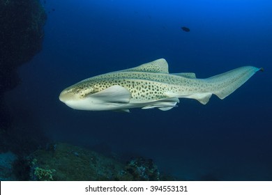 Leopard Shark (Zebra Shark)