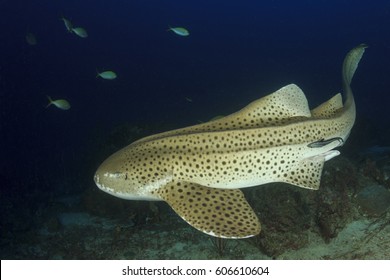 Leopard Shark (Zebra Shark)